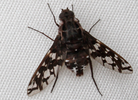 Xenox tigrinus